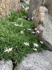 Erigeron garrettii