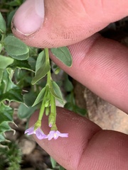 Epilobium glaberrimum