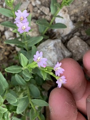 Epilobium glaberrimum