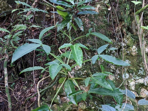 Arrowhead vine (Syngonium auritum)