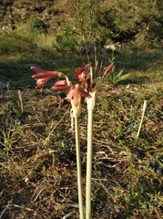 Ungernia sewerzowii