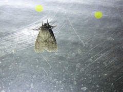 Acronicta americana