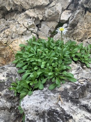 Erigeron garrettii