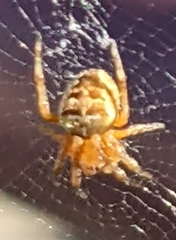 Araneus diadematus