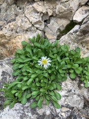 Erigeron garrettii