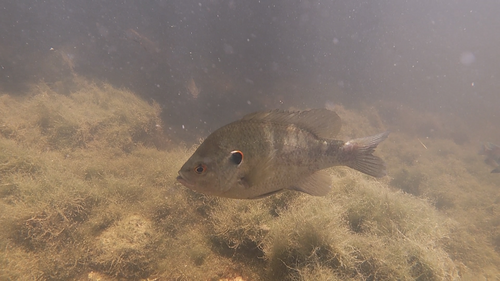 Redear (Lepomis microlophus) — Centrarchidae — 5