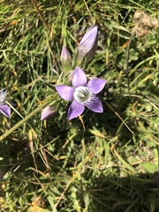 Gentianella germanica