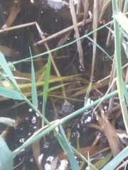 Pelophylax ridibundus