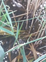 Pelophylax ridibundus