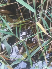 Pelophylax ridibundus