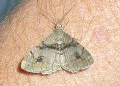 Alcis deversata