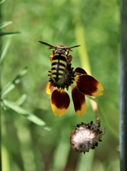 Bicyrtes insidiatrix