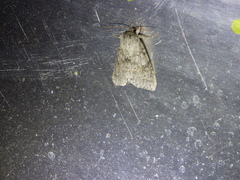 Acronicta americana