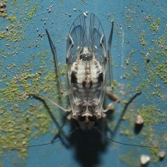 Psocus leidyi