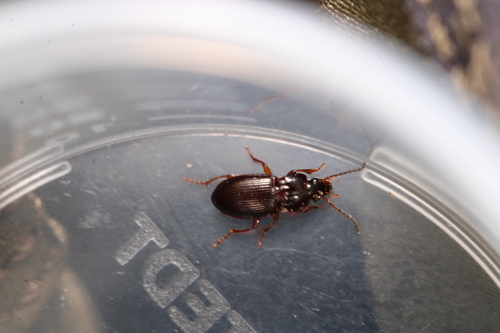 Pterostichus subsinuatus
