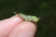 Miramella