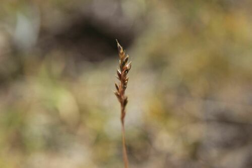 Festuca airoides, photograph 5