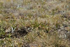 Festuca airoides