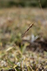 Festuca airoides