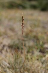 Festuca airoides