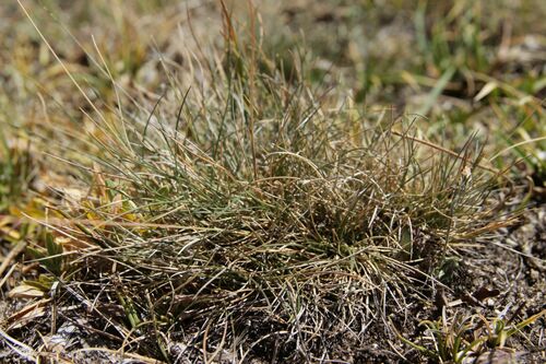 Festuca airoides, photograph 6