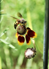 Bicyrtes insidiatrix