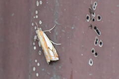 Crambus agitatellus