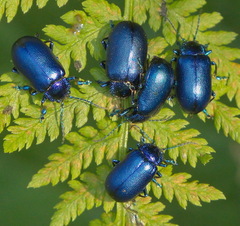 Oreina cacaliae