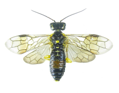 Pamphilius balteatus