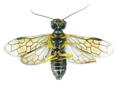 Pamphilius balteatus