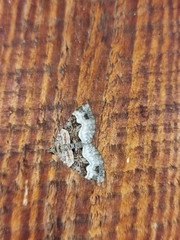 Xanthorhoe biriviata