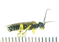 Pamphilius balteatus