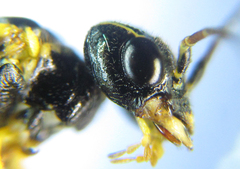 Pamphilius balteatus