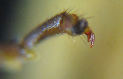 Pamphilius balteatus