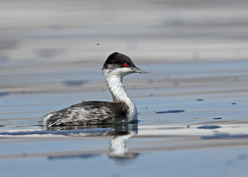 Junin Grebe illustration