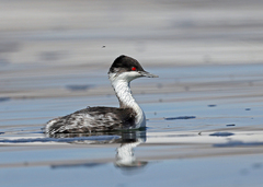 Podiceps taczanowskii