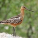 Bar-tailed Godwit - Photo (c) Marina Nikonorova, some rights reserved (CC BY-NC)