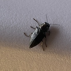 Buprestis lyrata