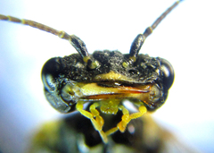 Pamphilius balteatus