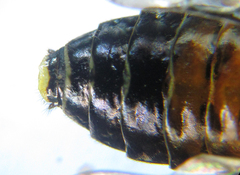 Pamphilius balteatus