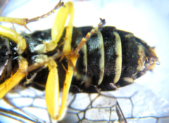Pamphilius balteatus