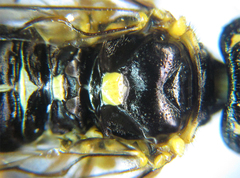 Pamphilius balteatus