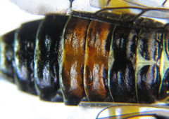 Pamphilius balteatus
