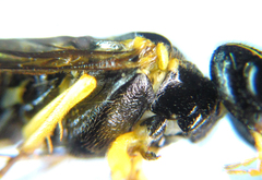 Pamphilius balteatus