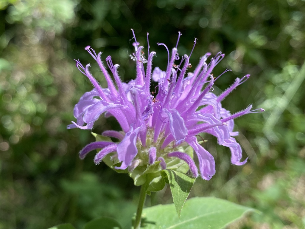 wild bergamot from Heritage Ranch Red Deer Alberta Canada on July 19