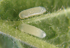 Pamphilius balteatus