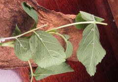 Pamphilius balteatus