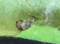 Pamphilius balteatus