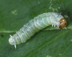 Pamphilius balteatus