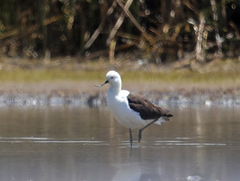 Recurvirostra andina